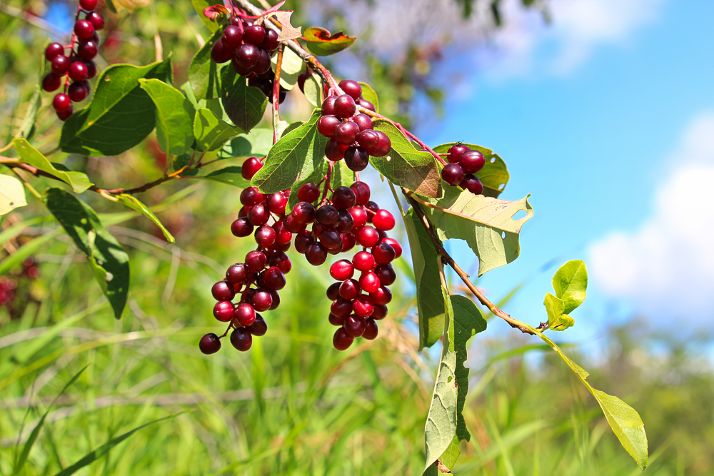 Native Teen’s Science Fair Experiment Found A Surprising Effect From Traditional Chokecherry Pudding