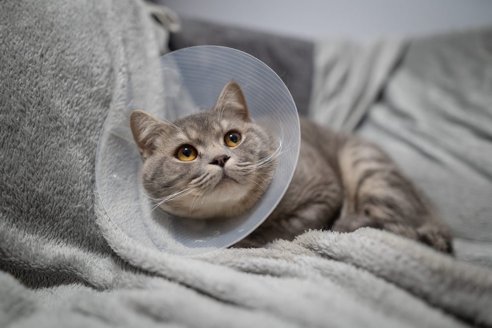 Health Officials Say Dangerous Cat-Spread Fungus Reaching the U.S. Is Only a Matter of Time