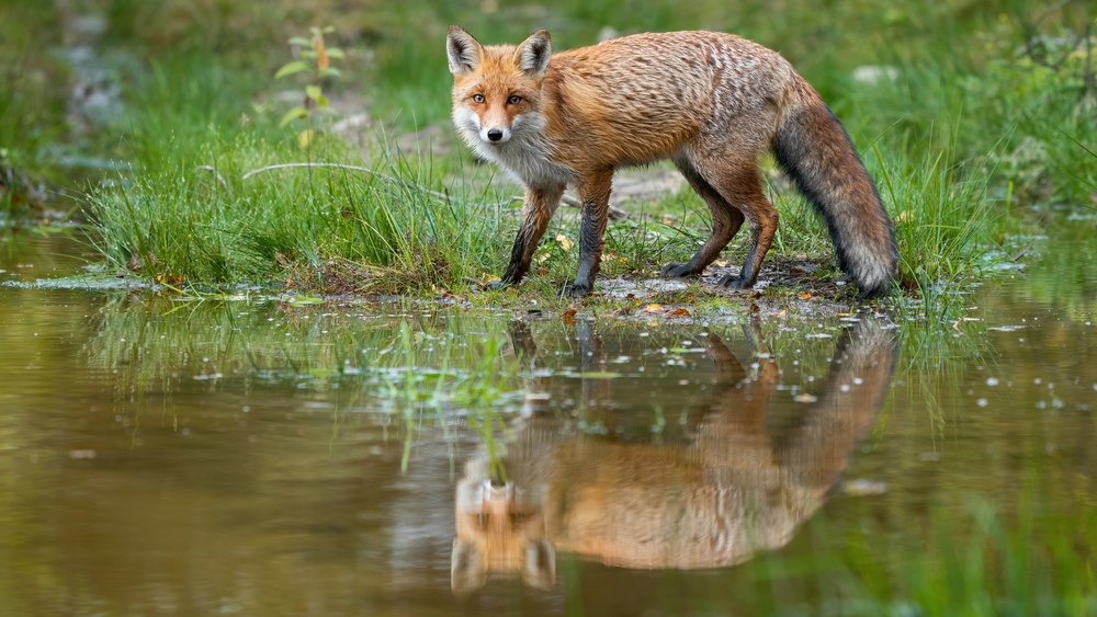 Two Men Swam Into A Flooded Field To Save A Fox Stranded On A Tiny Rock