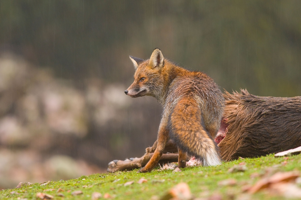Two Men Swam Into A Flooded Field To Save A Fox Stranded On A Tiny Rock