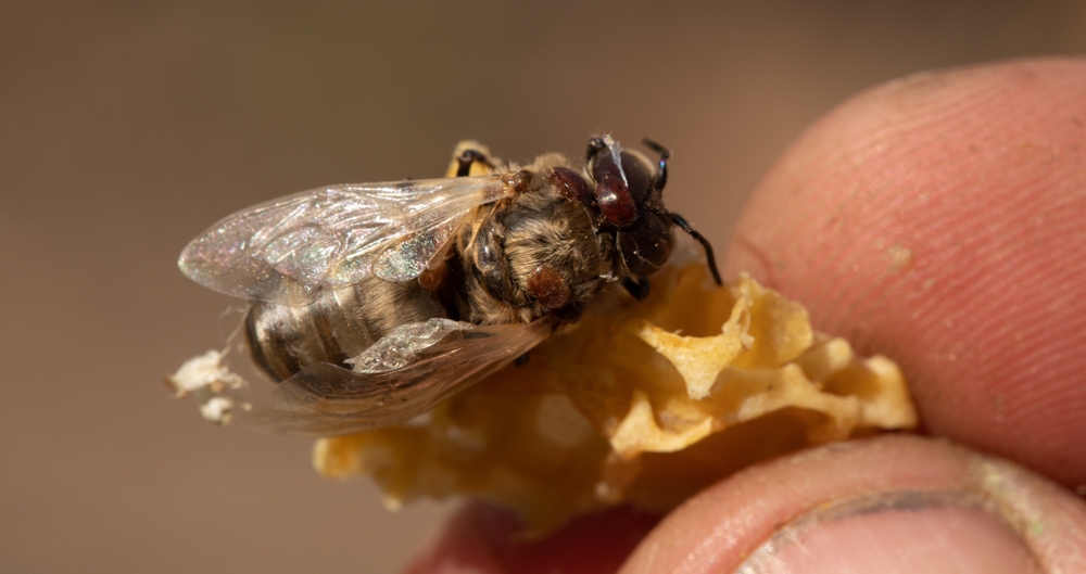 Scientists Trace America’s Record Honey Bee Collapse To A Troubling New Threat