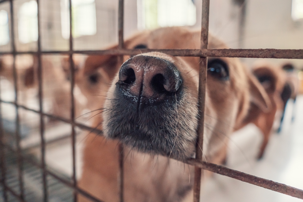 107 Dogs Were Found Chained Across A Georgia Property. The Sentence That Followed Was Unthinkable