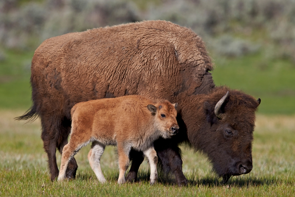 Scientists Say Bison Have Returned to Their Natural Movements After 100 Years With Incredible Results