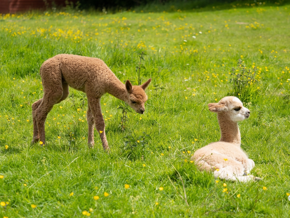 People Are Doing Double Takes Over This Bizarre Alpaca Photo
