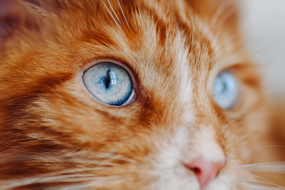 Mystery Deepens After Red-Covered Cat Is Spotted Roaming Texas Streets