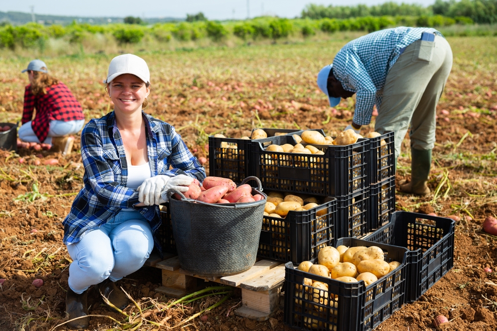 South Korea’s Record Heat Is Destroying Potatoes Before Farmers Can Harvest Them