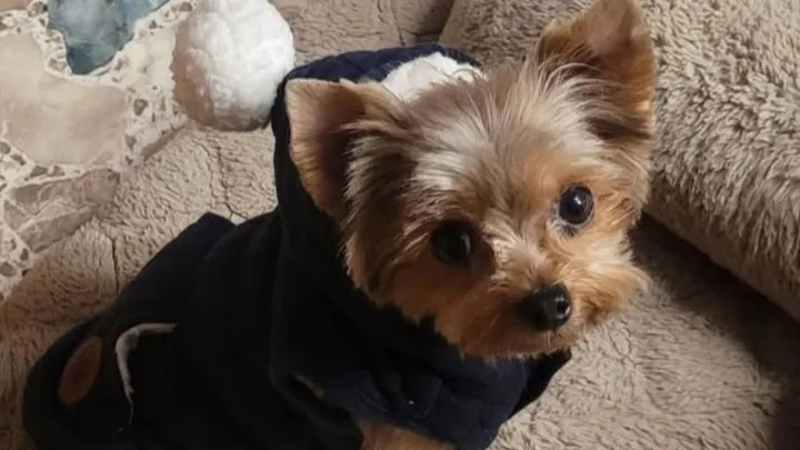 Couple Takes Dog to Vet for Allergy Shot, Only to Learn She Was Euthanized by Mistake