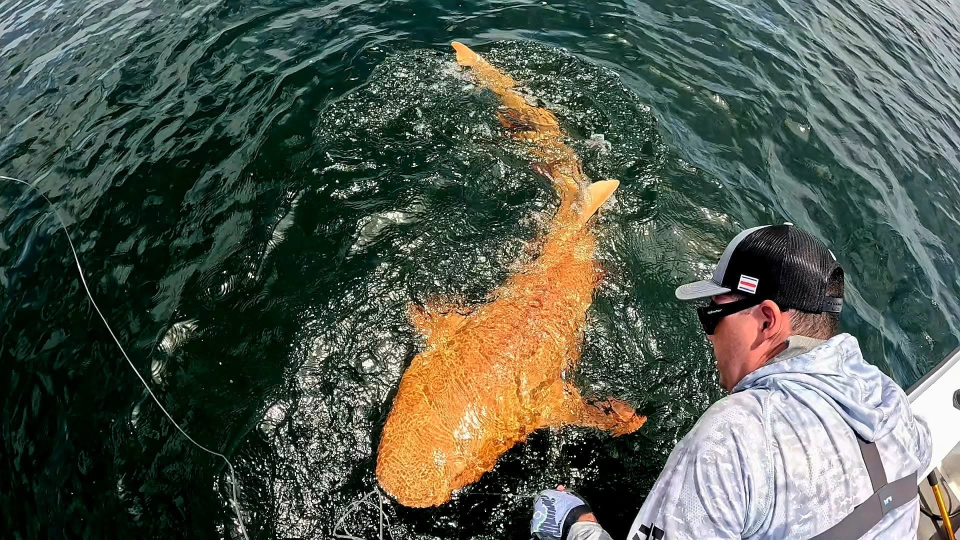 This Strange Orange Shark Was Found Swimming Off Costa Rica