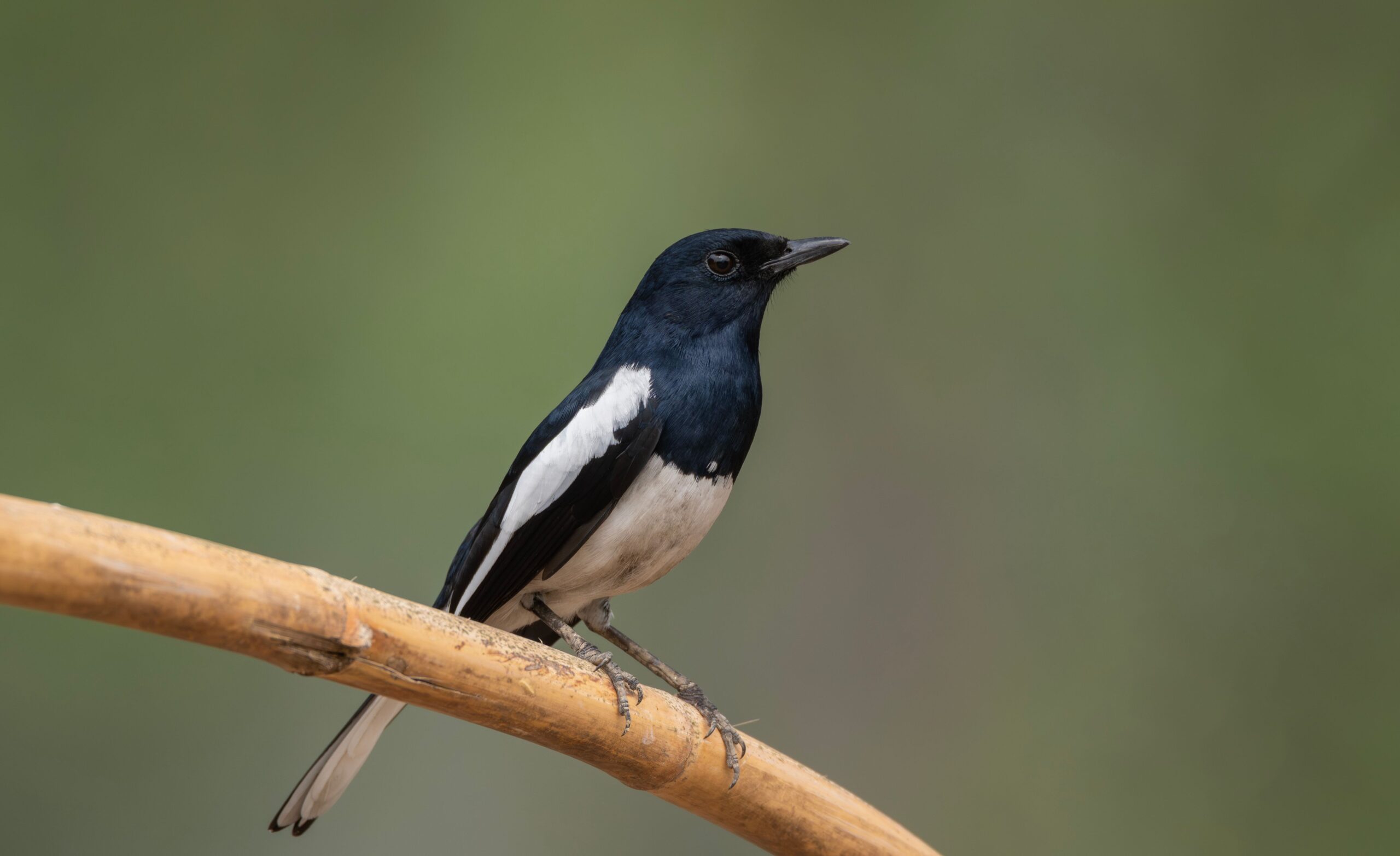 Injured Magpie Walked Into a Couple’s Home for Help, Then Kept Coming Back