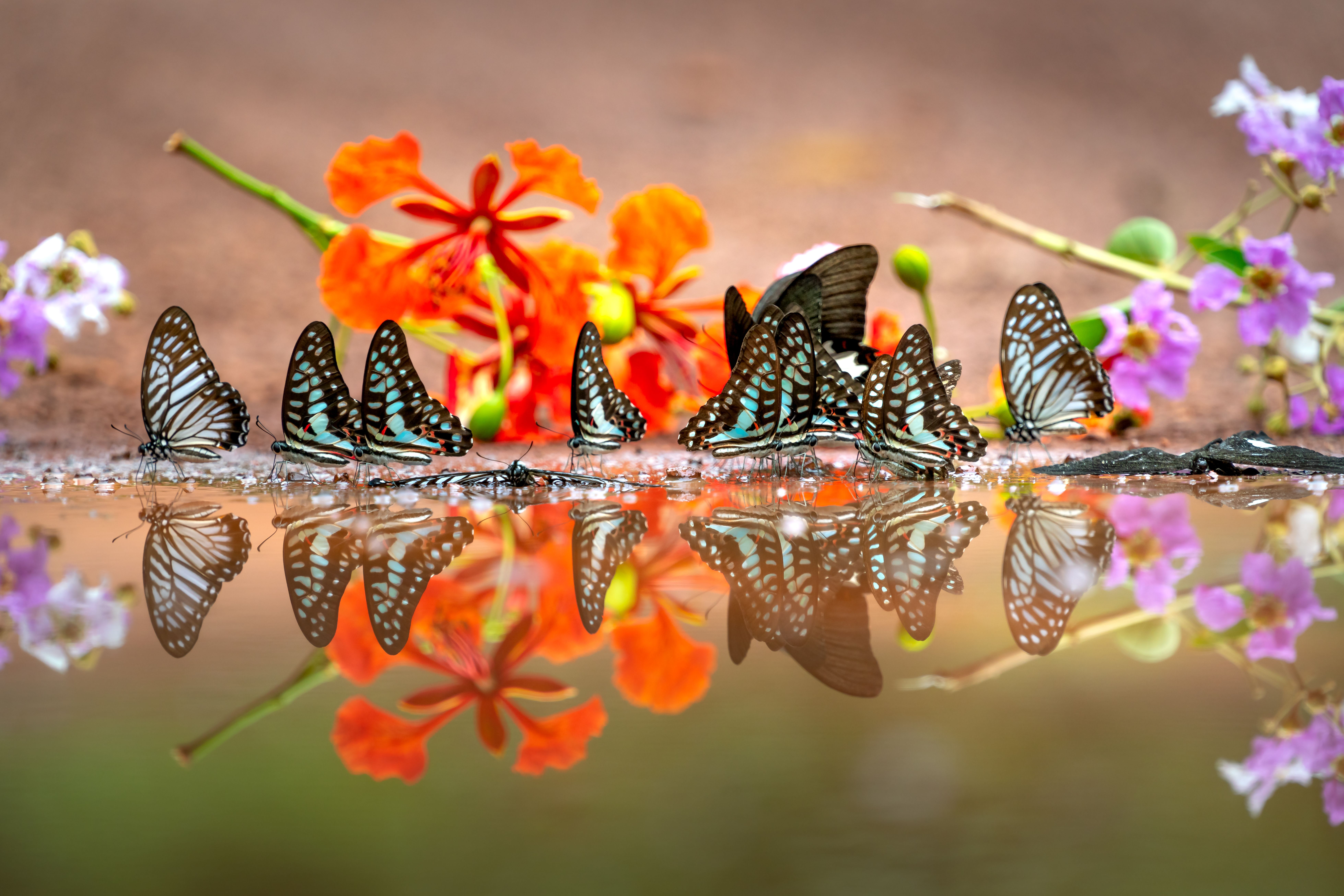 More Than 20 Percent Of Americas Butterflies Have Vanished In Two Decades