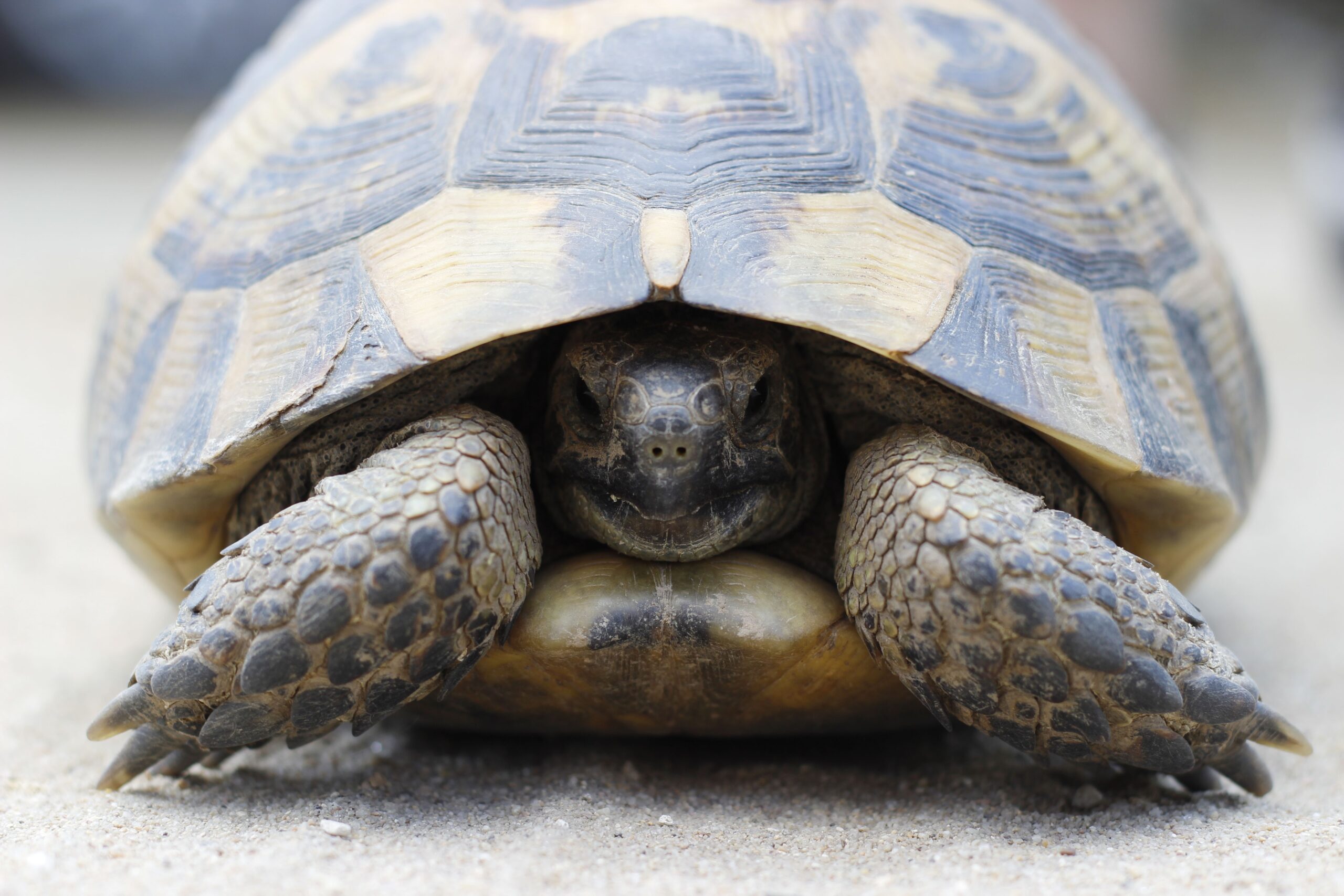 The Colombian Boy Who Was Known As Turtle Boy