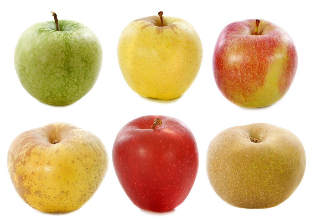 The Ancient Apple Tree Hiding in a Maine Backyard Had A Secret Nobody Expected