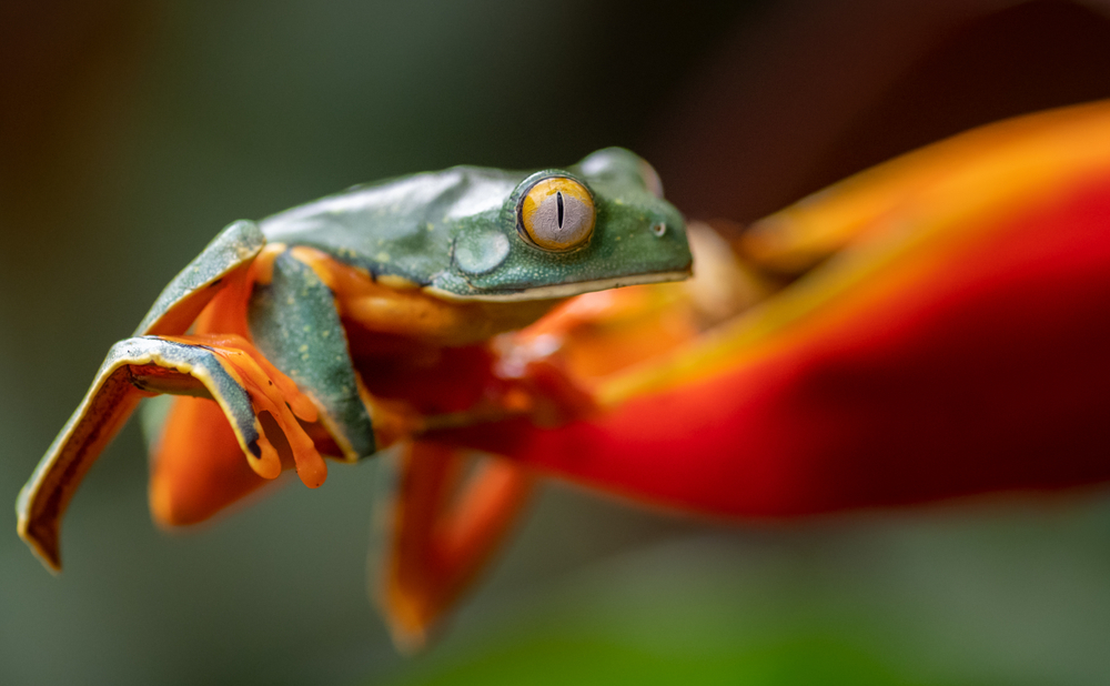 Brazilian Frog Spotted Inside Flowers Could Be the First Amphibian Pollinator Ever Recorded