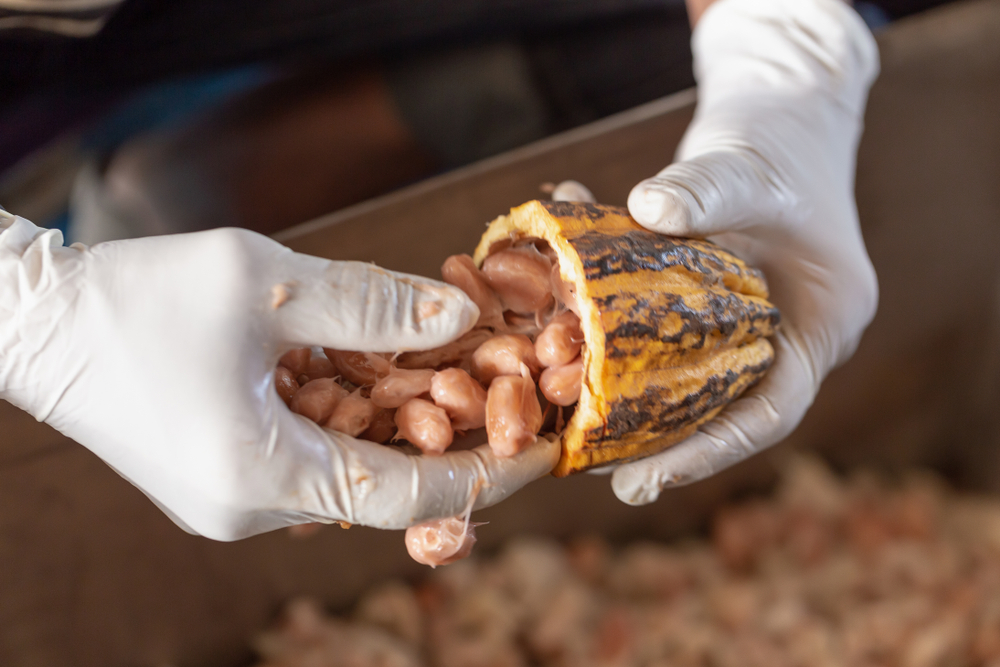 Your Favorite Dark Chocolate Bar May Contain More Heavy Metals Than You Think