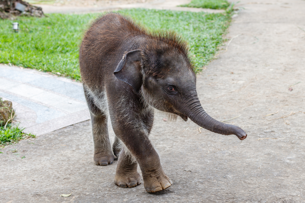 A Baby Elephant Was Left Lifeless on a Road. Then a Rescuer Started CPR