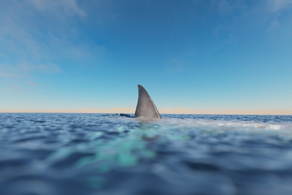 Woman Takes On Stranded Shark In Tense Beach Rescue To Remove Hook From Its Mouth