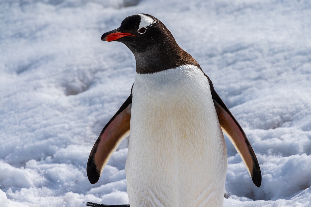 Scientists Thought They Knew Gentoo Penguins. Then Their DNA Told A Different Story