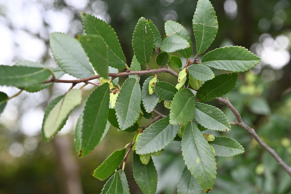 Scientists Are Using a Deadly Tree Disease to Help Bring America’s Elms Back