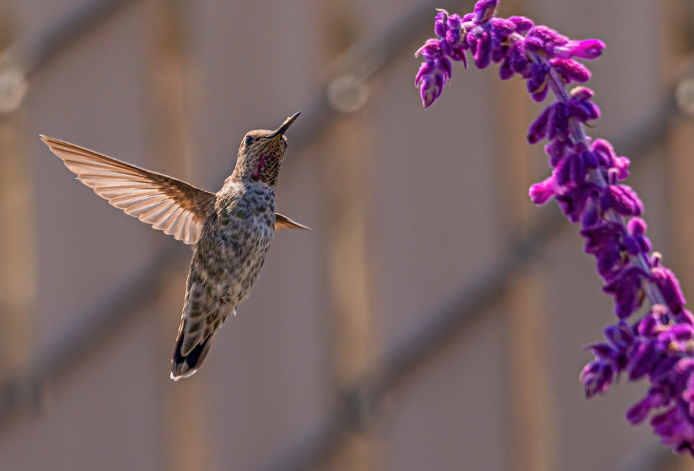 A 160-Year Transformation: How Human Activity Redefined the Anna’s Hummingbird
