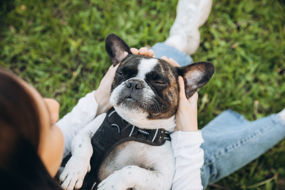 She Left Her Law Career Behind And Says Dog Walking Now Pays Her Thousands More