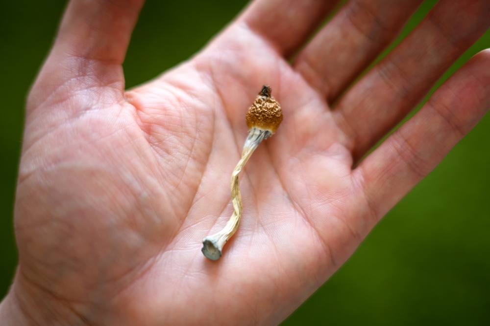 Psilocybin Reversed Depression-Like Behaviors in Stressed Rats and Boosted Brain Growth Signals