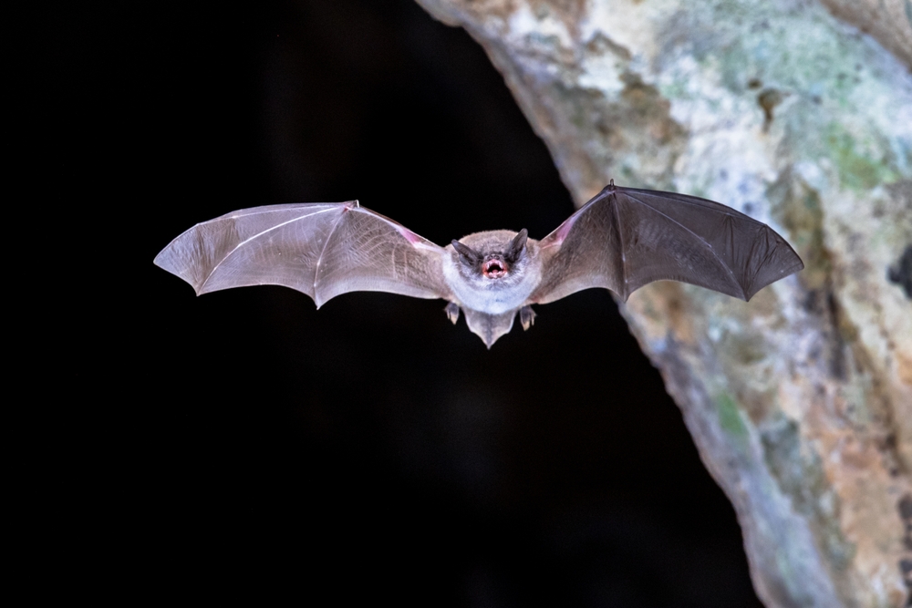 The Tiny Bat Found In An Omaha Office Was A First For Nebraska