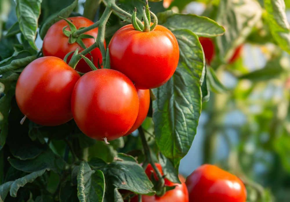 California Man Faces More Fines After Turning His California Yard Into A Food Forest
