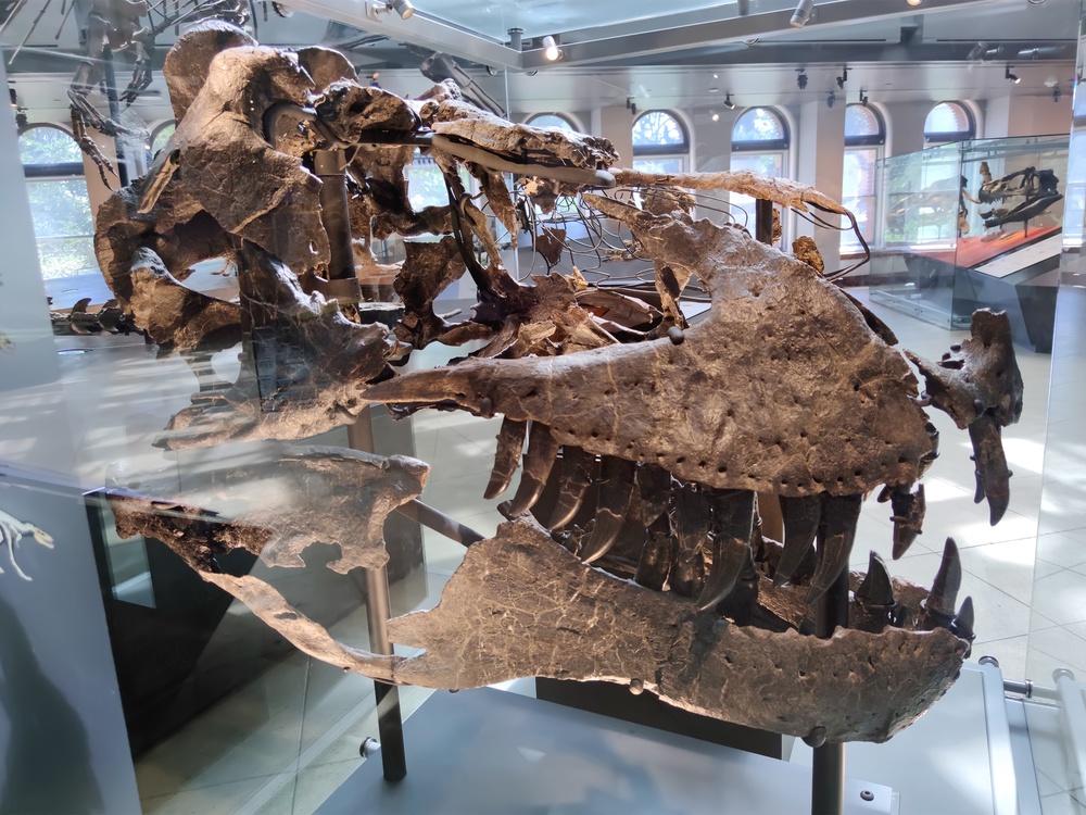 Scientists Found The Secret To T Rex’s Survival Hidden Inside A Fossil Tooth