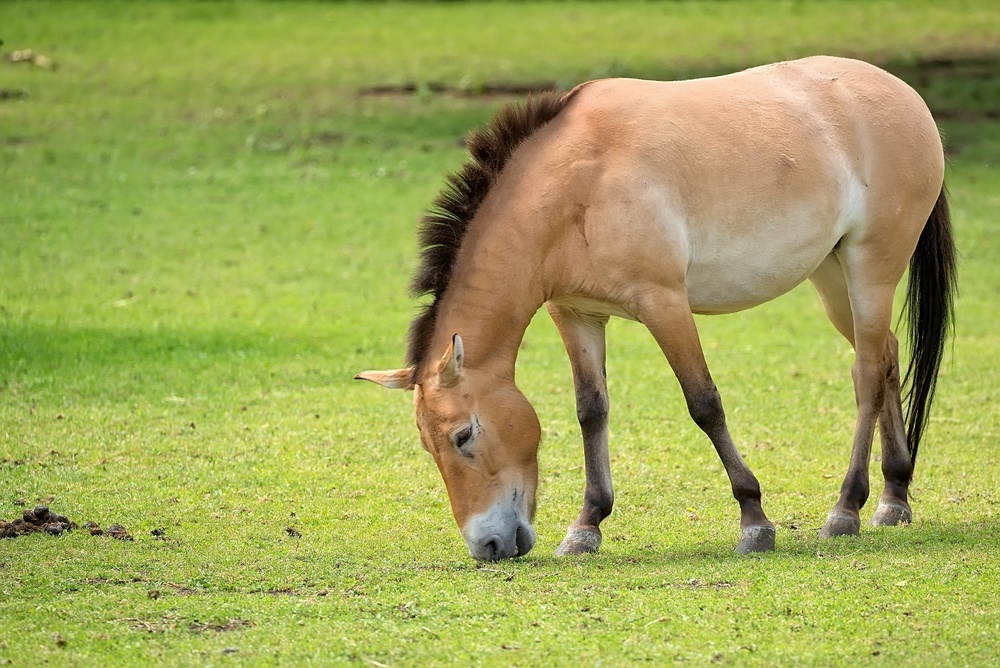 A Baby Wild Horse Has Just Been Born on the Steppe for the First Time in 200 Years