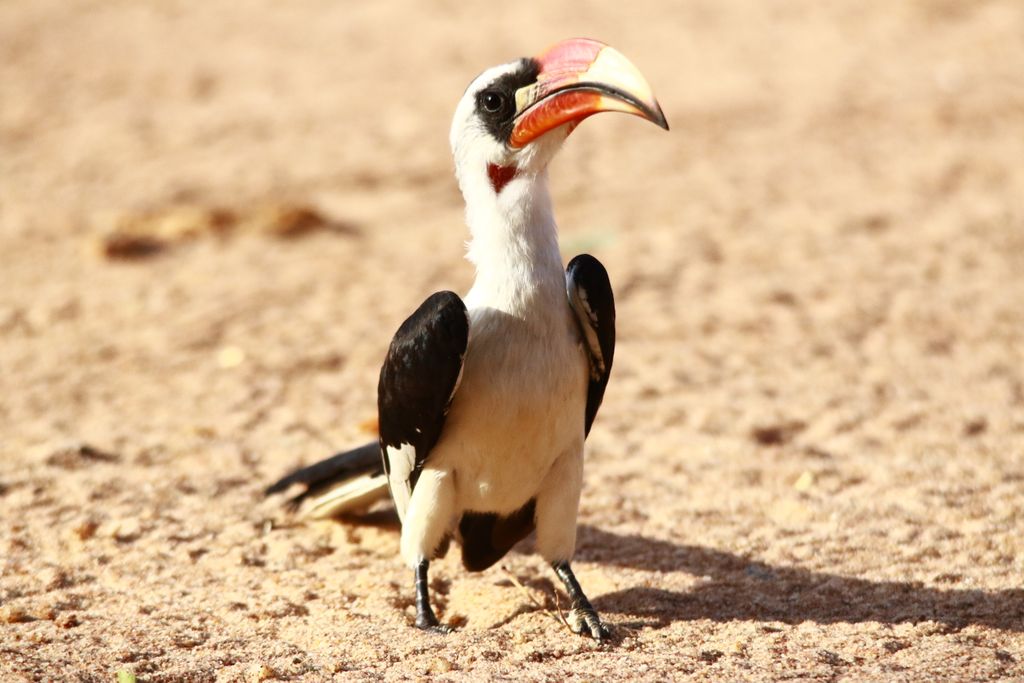 A close-up of an Eastern Yellow-Billed Hornbill standing on sandy ground in Kenya.