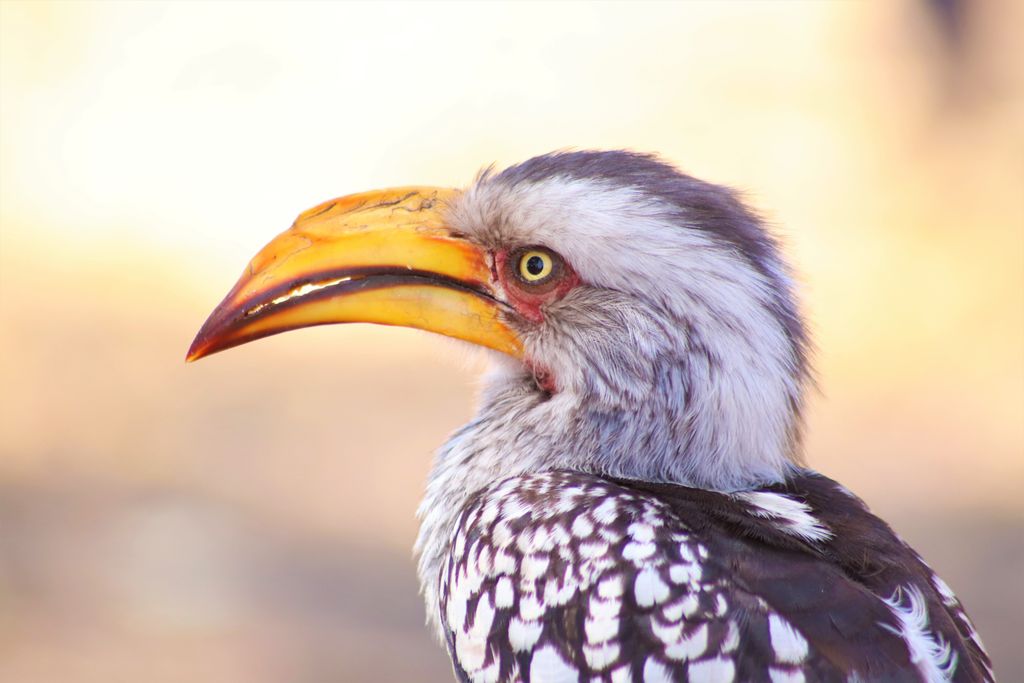 A striking side profile of a Southern yellow-billed hornbill in natural habitat.