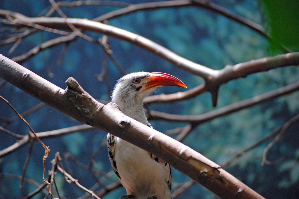 Beautiful Southern Red-billed Hornbill perched in a natural setting, showcasing its vibrant red beak.