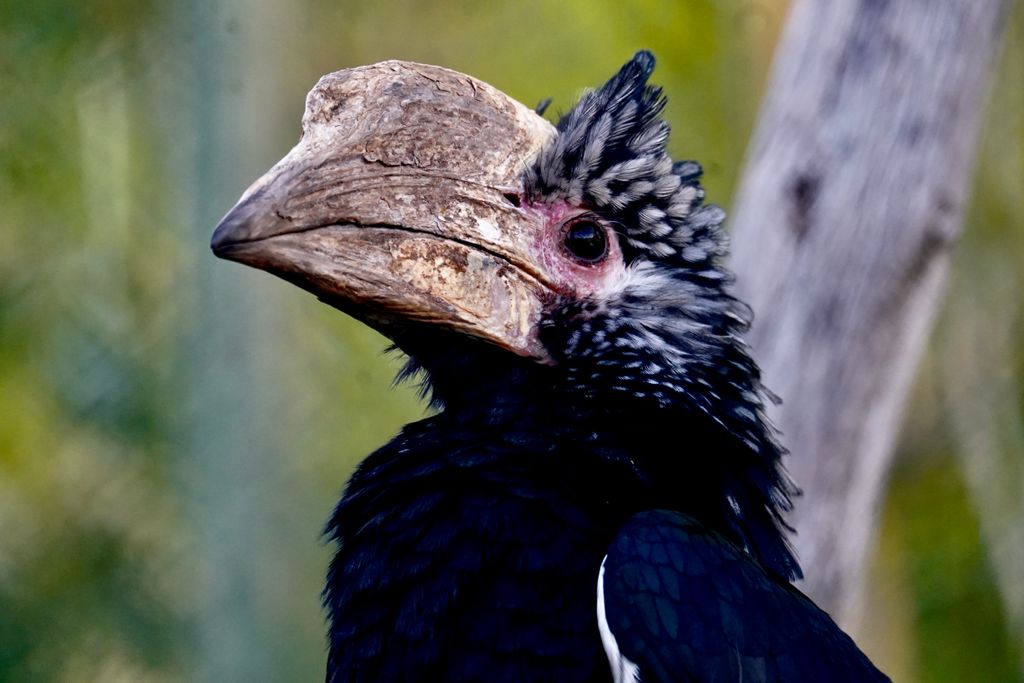 Detailed close-up portrait of an exotic hornbill showcasing its unique beak and feathers.
