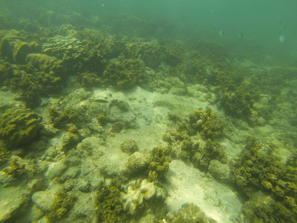 Explore the vivid coral reef ecosystem with diverse marine life and vibrant corals.