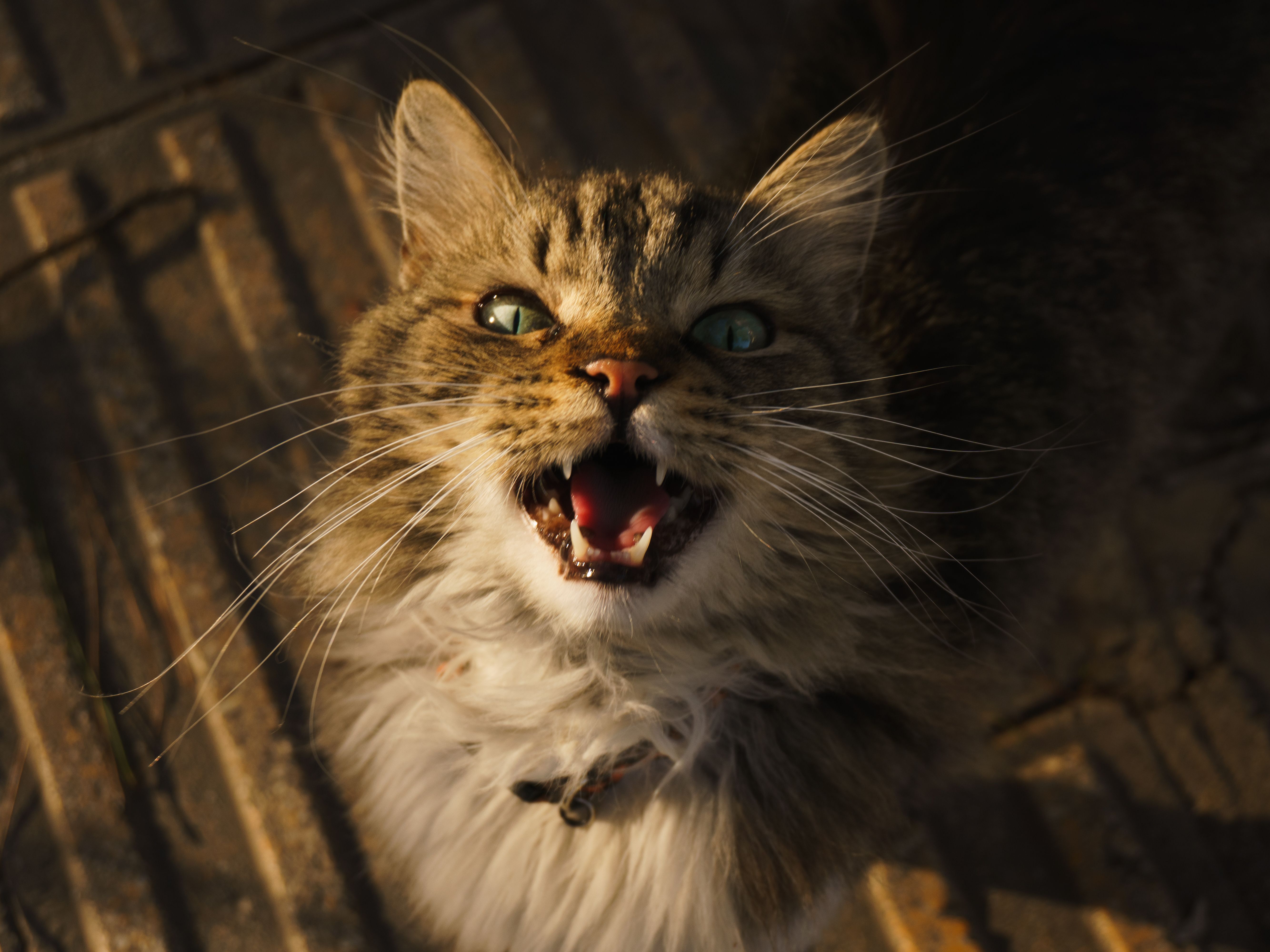 Scientists Reveal Why Cats Meow Differently Around Humans