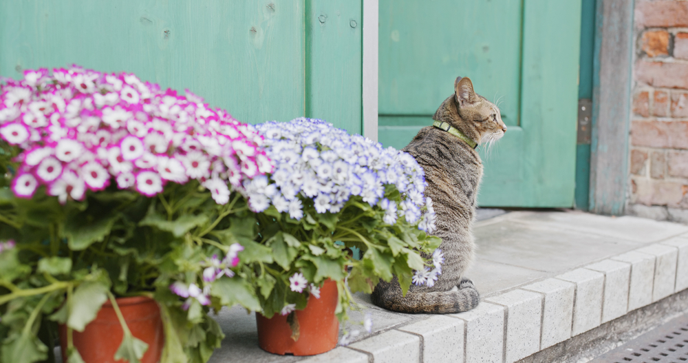 Neighbour’s Cat Gets Another Cat Pregnant, Then A Bag Of Food Arrives With A Hilarious Message