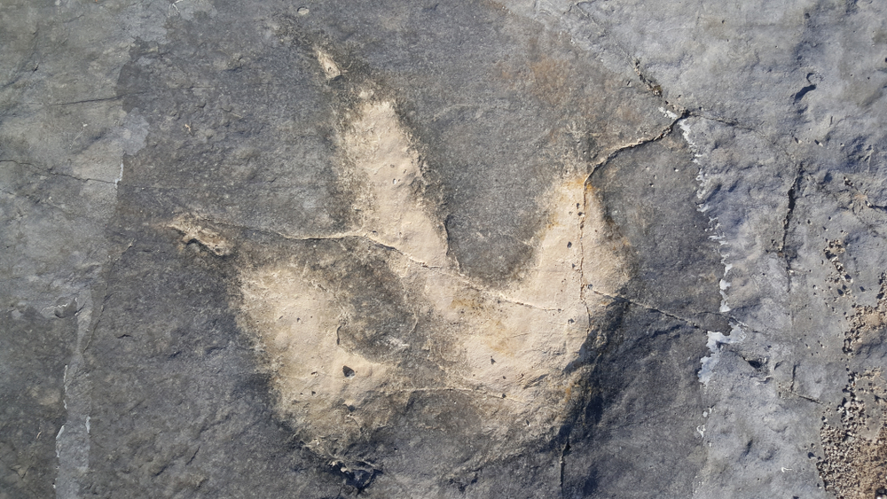 A 7-Ton T. Rex Left Behind Something Scientists Had Never Seen Before