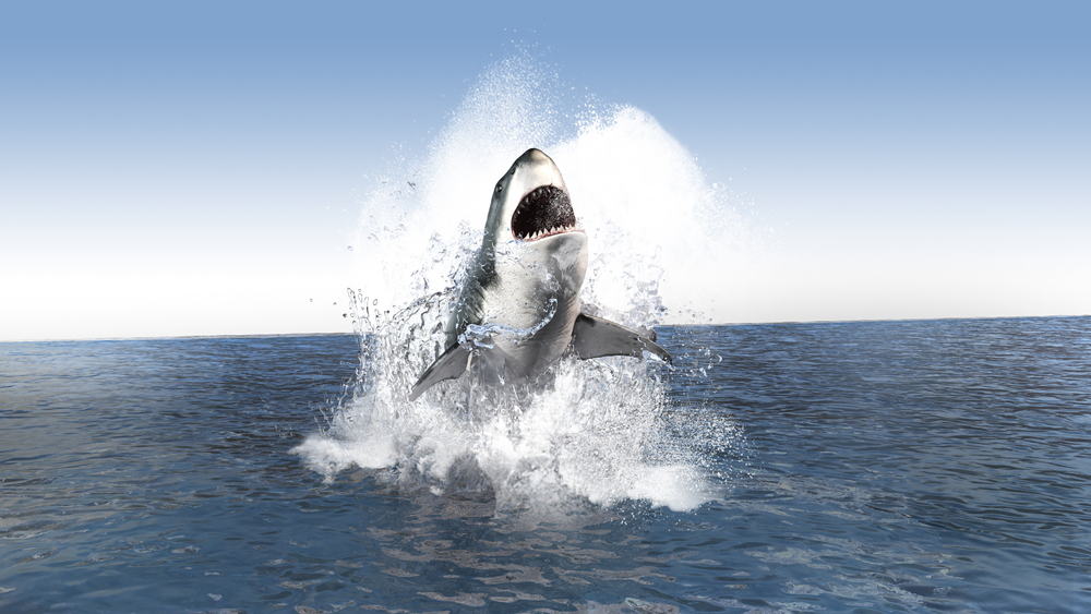 Great White Shark Stuns California Beachgoers After Leaping Dramatically Out Of The Ocean