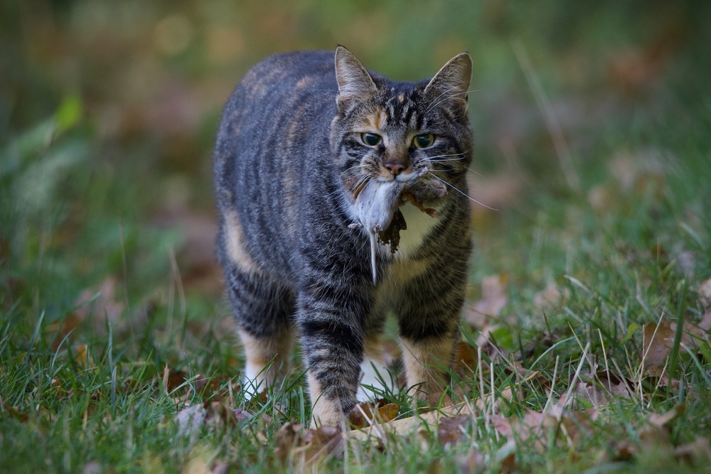 Your Cat’s Strange Habit Of Bringing Dead Animals Home Has A Much More Practical Explanation