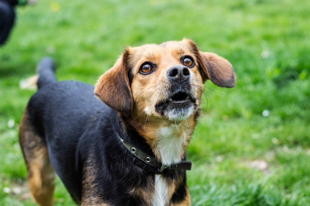 Your Dog Could Be Judging Your Trustworthiness, And Scientists Have Discovered Something Fascinating