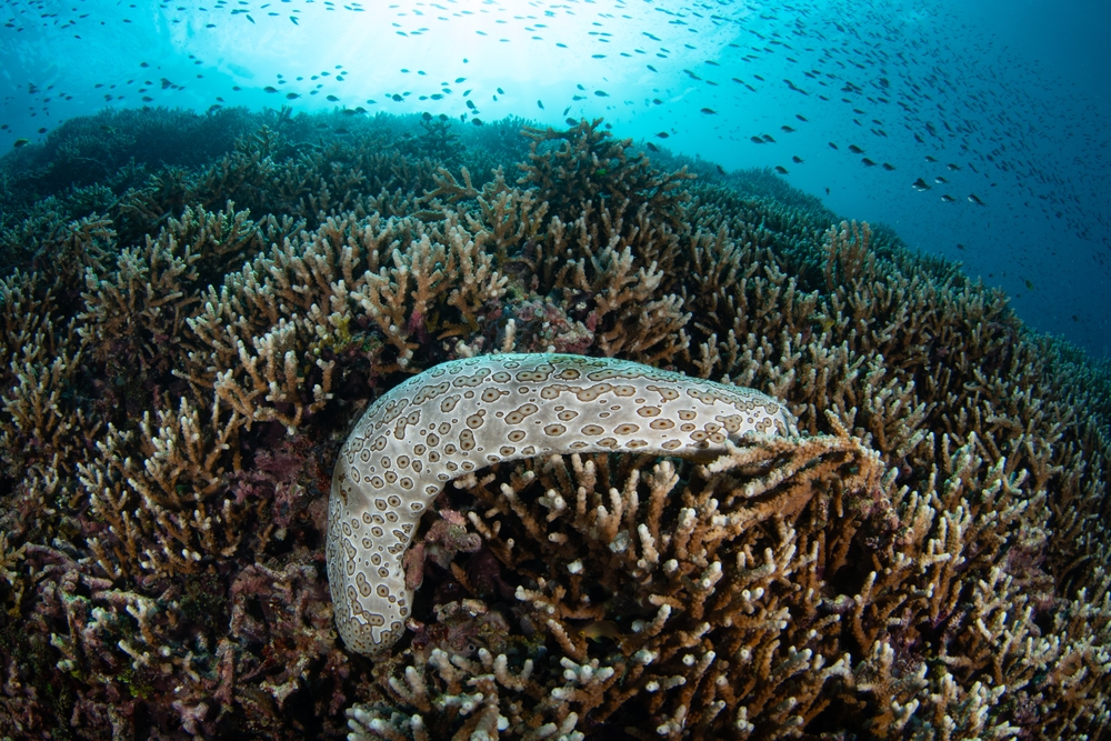 Scientists Went Into Argentina’s Deep Sea And Came Back With 57 Species Nobody Had Seen Before