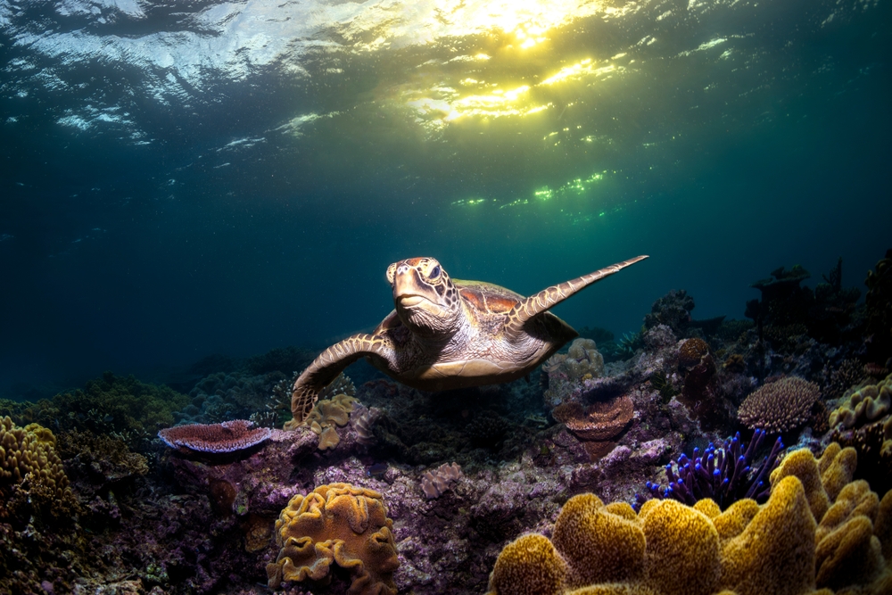 Influencer Faces Legal Action After Viral Sea Turtle Video Sparks Outrage