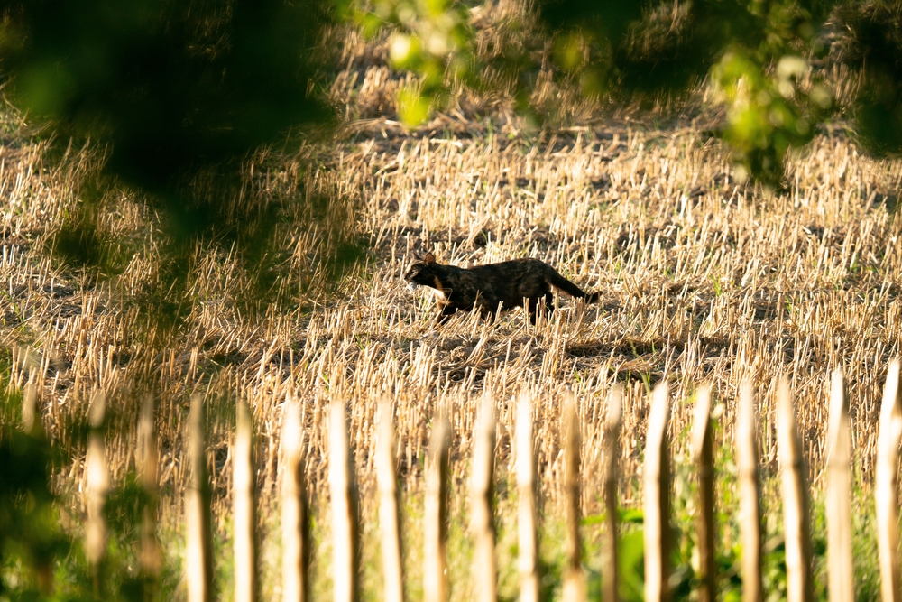 Africa’s Rare Black Wild Cat Is Appearing In Unexpected Places, And Scientists Are Still Searching For Answers